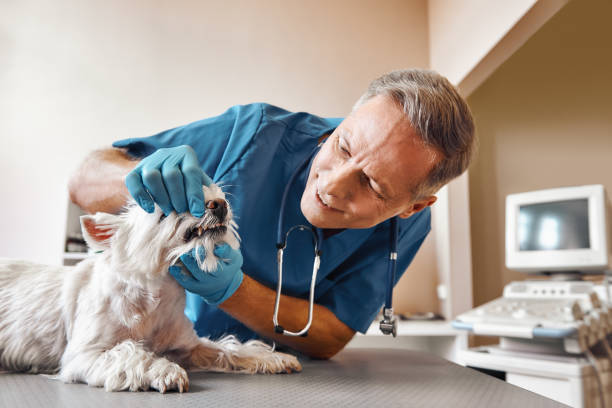 Best Emergency Tooth Extraction in Prairie Heights, WA